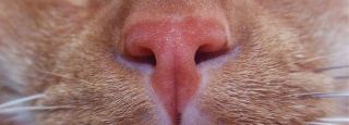 cat stores honolulu MY PET DESIGNS