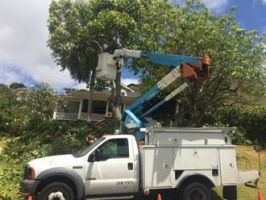 tree felling honolulu Sherwood's Tree Services