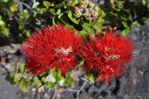 bilingual nurseries in honolulu Koolau Farmers