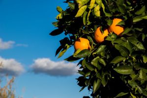 shops selling seeds in honolulu Waiahole Nursery & Garden Center