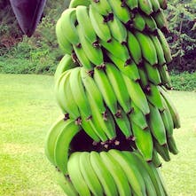 Hawaiian bananas