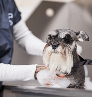 dog washing honolulu Petco Dog Grooming
