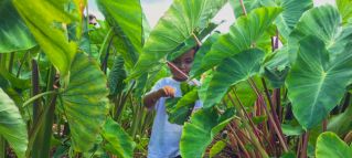 animal farms in honolulu Farm Tours at Kahumana Organic Farms & Cafe