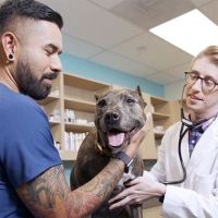 dog washing honolulu Petco Dog Grooming