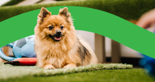 pet hotels honolulu Alii Animal Hospital & Resort