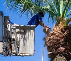 Residential tree trimming