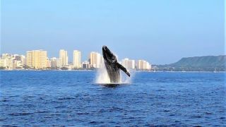 Whale Watch Image 4