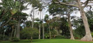 free places to visit in honolulu Foster Botanical Garden
