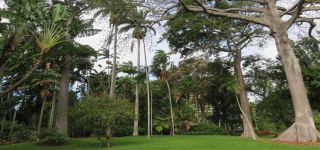 A lovely view of the magnificent trees towering over Foster Botanical Garden