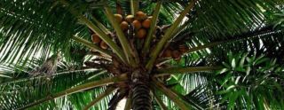 ecuadorian bars in honolulu Cuckoo Coconuts