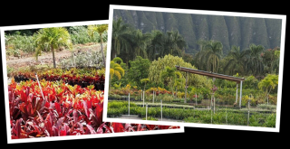 landscaping courses in honolulu Aloha 'Aina Landscaping LLC