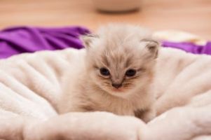 Kitten Health Examination — Honolulu, HI — The Pet Clinic
