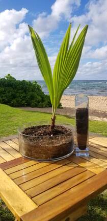 shops selling seeds in honolulu Waiahole Nursery & Garden Center