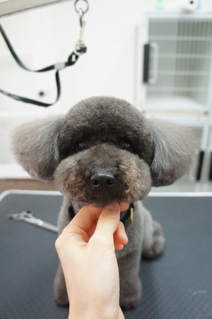 dog grooming salons honolulu Doggy Box
