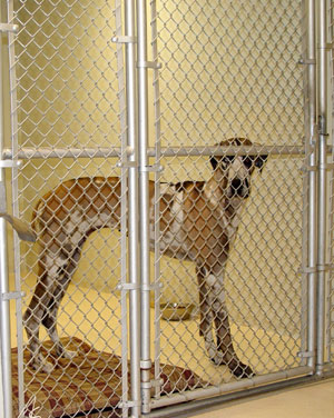 dog boarding kennels in honolulu Nalowinds Kennels