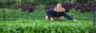 animal farms in honolulu Farm Tours at Kahumana Organic Farms & Cafe