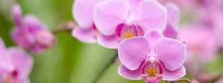 florist schools in honolulu Flower Fair