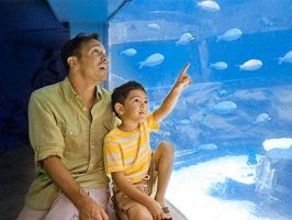 fun parks for kids in honolulu Sea Life Park Hawaii