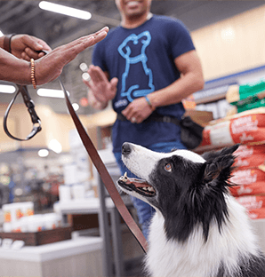 cat trainers in honolulu Petco Dog Training