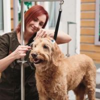 cat trainers in honolulu Petco Dog Training