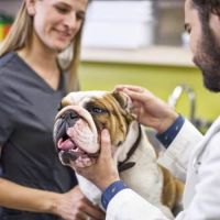 cat trainers in honolulu Petco Dog Training