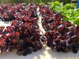 seedling sales in honolulu Oahu Urban Garden Center