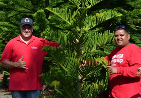 christmas lots in honolulu Helemano Farms