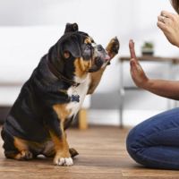 dog trainers honolulu Petco Dog Training