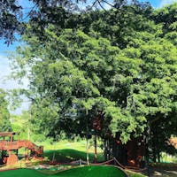 pali course and zipline tree